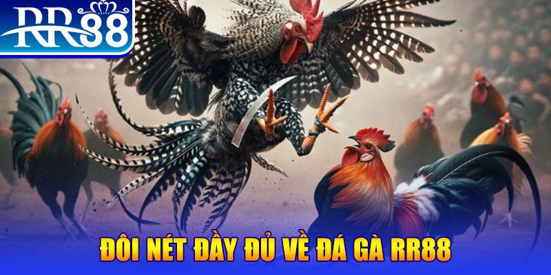 8kbe gà chọi hoà phong
