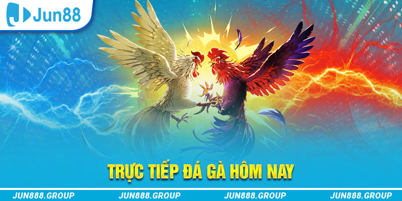 8kbe trực tiếp đá gà thomo