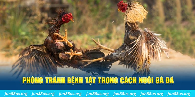 8kbe natural” trong baccarat nghĩa là gì？