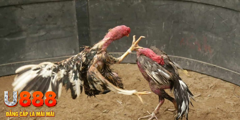 8kbe xổ số hà nội hôm nay